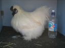 large_silkie_-_white_cock_-_the_spotted_egg__the_murphy_family__-_left__2_.jpg