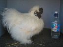 large_silkie_-_white_cock_-_the_spotted_egg__the_murphy_family__-_right__2_.jpg