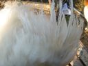 large_silkie_-_white_cock_-_the_spotted_egg__the_murphy_family__-_wing__2_.jpg