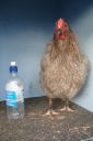 large_wyandotte_-_blue_pullet_-_front__2_.jpg