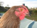 large_wyandotte_-_blue_pullet_-_head__2_.jpg