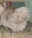 large_wyandotte_-_blue_pullet_-_left.jpg