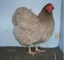 large_wyandotte_-_blue_pullet_-_right__2_.jpg