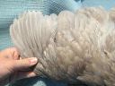 large_wyandotte_-_blue_pullet_-_wing__2_.jpg