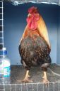 large_wyandotte_-_partridge_cock_-_front__2_.jpg