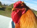 large_wyandotte_-_partridge_cock_-_head__2_.jpg