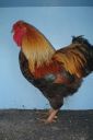 large_wyandotte_-_partridge_cock_-_left__2_.jpg