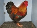 large_wyandotte_-_partridge_cock_-_right.jpg