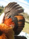 large_wyandotte_-_partridge_cock_-_wing__2_.jpg