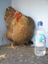 large_wyandotte_-_partridge_hen_-_front_-_the_spotted_egg__2_.jpg