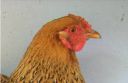 large_wyandotte_-_partridge_hen_-_head_-_the_spotted_egg__2_.jpg
