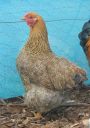 large_wyandotte_-_partridge_hen_-_left_-_the_spotted_egg__2_.jpg