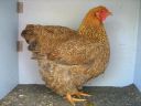 large_wyandotte_-_partridge_hen_-_right_-_the_spotted_egg__2_.jpg