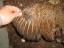 large_wyandotte_-_partridge_hen_-_wing_-_the_spotted_egg__2_.jpg