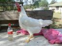 leghorn.jpg