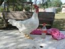 leghorn2.jpg