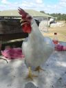 leghorn3.jpg