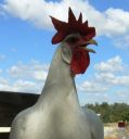 leghorn4.jpg