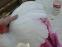 leghorn_5.jpg