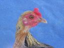 modern_hen1_head_.jpg