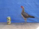 modern_hen1_side_.jpg