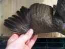 modern_hen1_wing_.jpg
