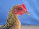 modern_hen2_head_.jpg