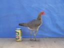 modern_hen2_side_.jpg