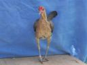modern_hen3_front_.jpg
