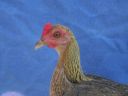 modern_hen3_head_.jpg