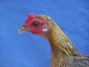 modern_hen4_head_.jpg