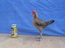 modern_hen4_side_.jpg