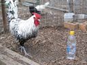 new_farm_park_115.jpg