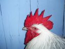 online_poultry_show_-_sussex_011.jpg