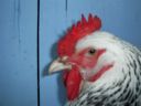 online_poultry_show_-_sussex_012.jpg