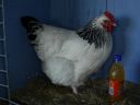 online_poultry_show_-_sussex_015.jpg