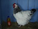 online_poultry_show_-_sussex_016.jpg
