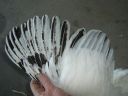 online_poultry_show_-_sussex_019.jpg