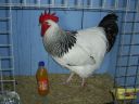 online_poultry_show_-_sussex_021.jpg