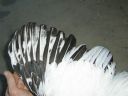 online_poultry_show_-_sussex_029.jpg