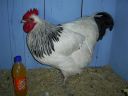 online_poultry_show_-_sussex_030.jpg