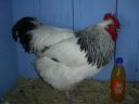 online_poultry_show_-_sussex_031.jpg
