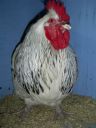 online_poultry_show_-_sussex_032.jpg