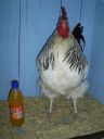 online_poultry_show_-_sussex_035.jpg