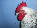 online_poultry_show_-_sussex_038.jpg