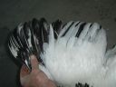 online_poultry_show_-_sussex_039.jpg