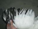 online_poultry_show_-_sussex_040.jpg