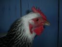 online_poultry_show_-_sussex_041.jpg