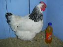 online_poultry_show_-_sussex_046.jpg