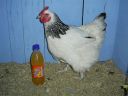 online_poultry_show_-_sussex_049.jpg